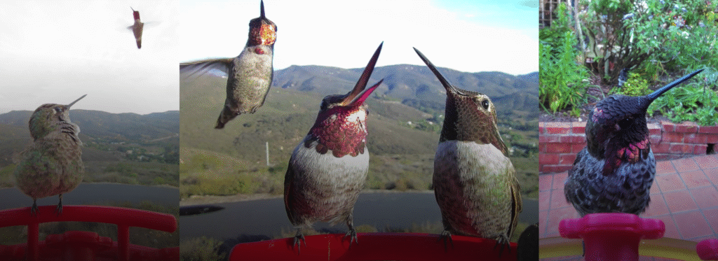 Why Feeding Hummingbirds Is More Than Just a Hobby