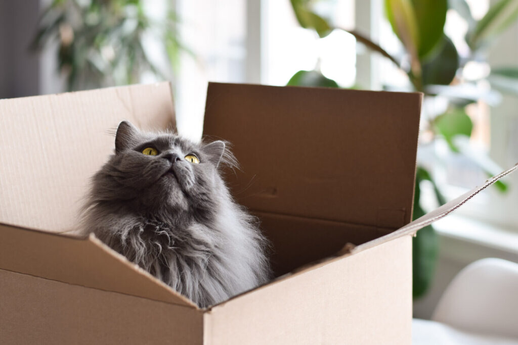 Why Do Cats Like Boxes? The Purr-Fect Mystery, Explained