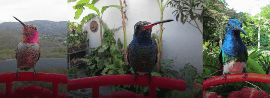 Five Reasons Why Hummingbirds Are the Most Fascinating Birds