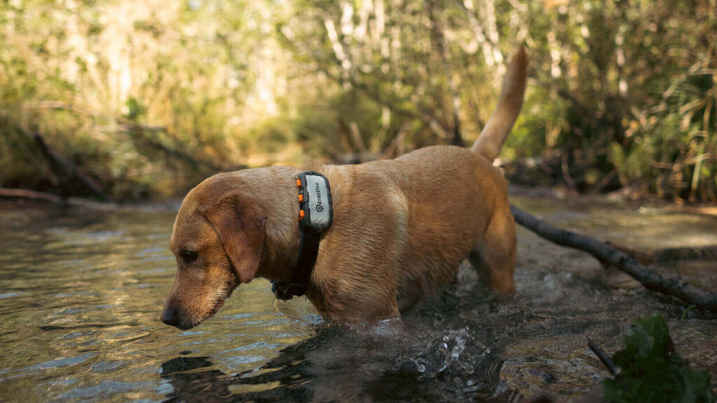 The Best Tracker for Dogs That Love Water and Mud