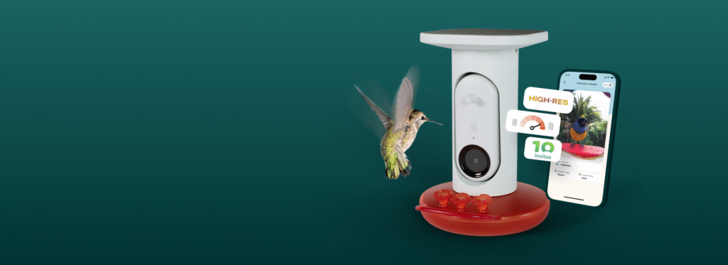 Welcome hummingbirds like a Pro this year