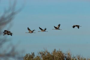 Spring Bird Feeding Guide