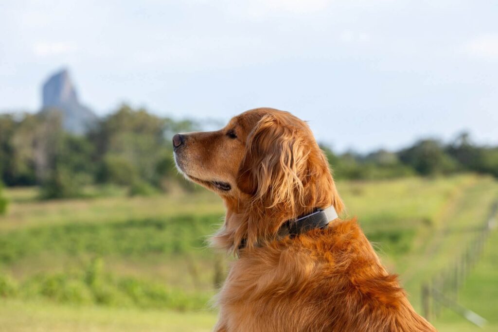 Do GPS Trackers Function Properly for Farm Dogs Roaming Wide Farmland?