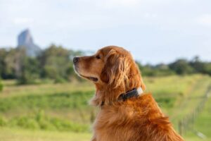 Do GPS Trackers Function Properly for Farm Dogs Roaming Wide Farmland?