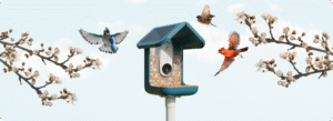 Responsible Birdfeeding Tips