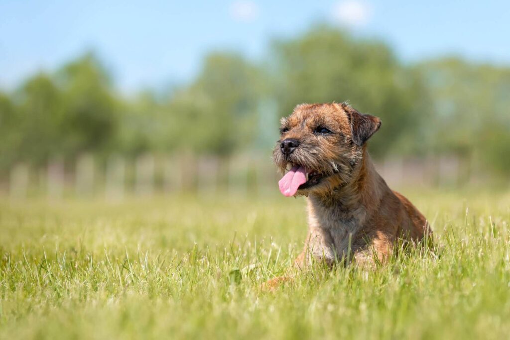 Are Border Terriers Hypoallergenic?